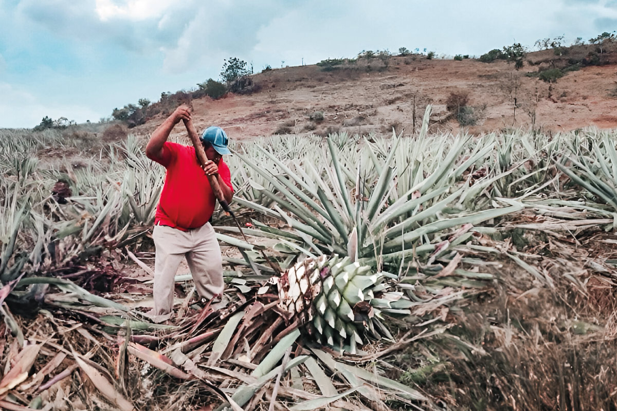 Tio-David-maestro-mezcalero